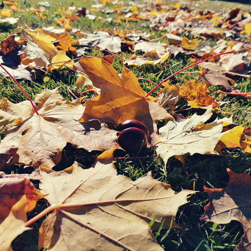 Herbst im Lungau